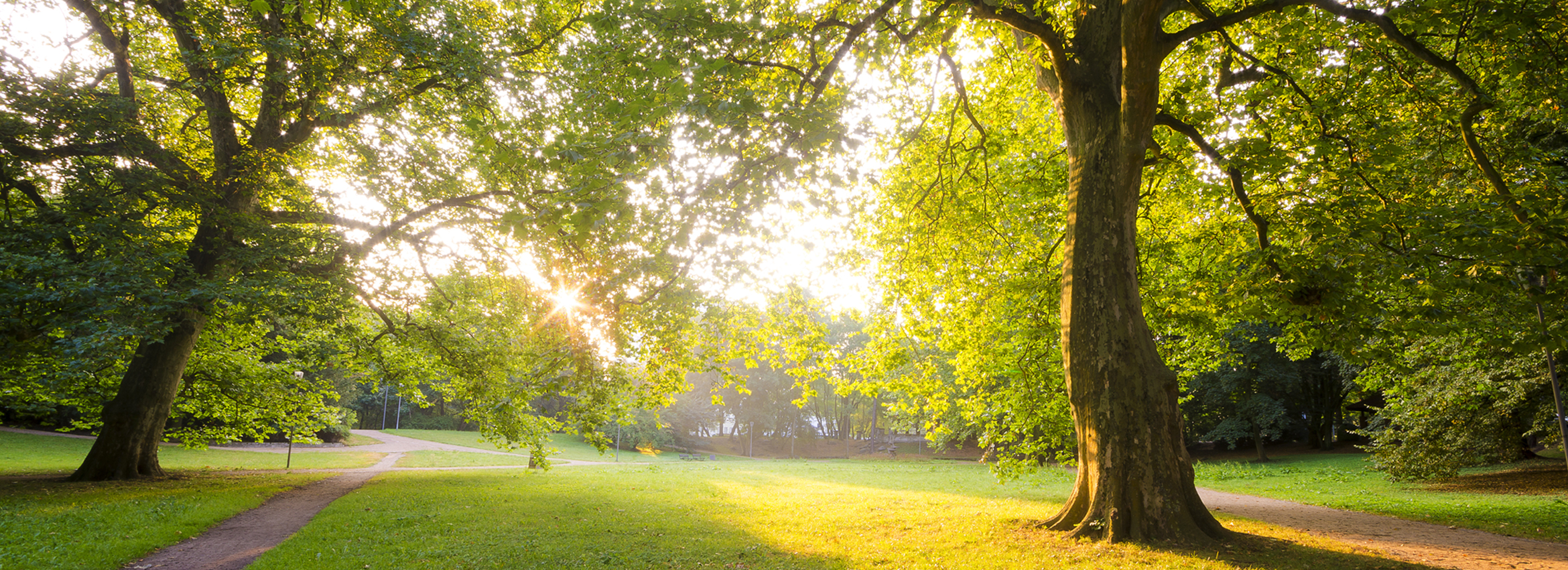 Titelbild Aktuelles Eine Parklandschaft mit vielen Bäumen und einem Weg auf der linken Seite